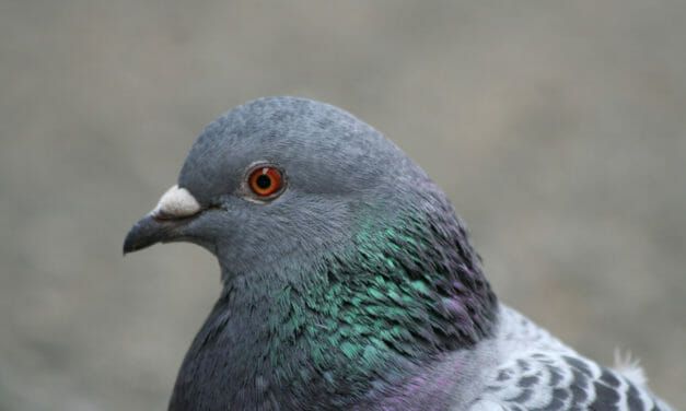 Company Caught Drowning Live Pigeons Now Faces 25 Animal Cruelty Charges