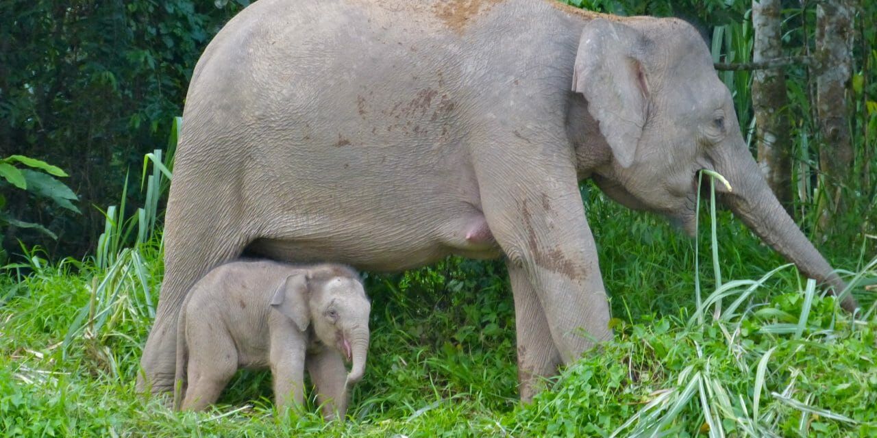 A female elephant with her calf. Unlike many elephants, these two are safe from the effects of war.