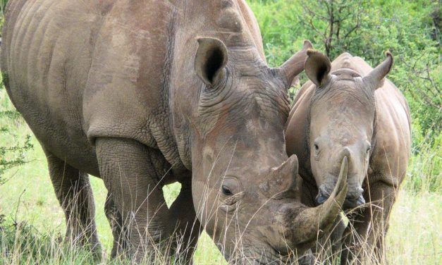 Infamous ‘Kingpin’ of Ivory and Rhino Horn Smuggling Has Finally Been Caught