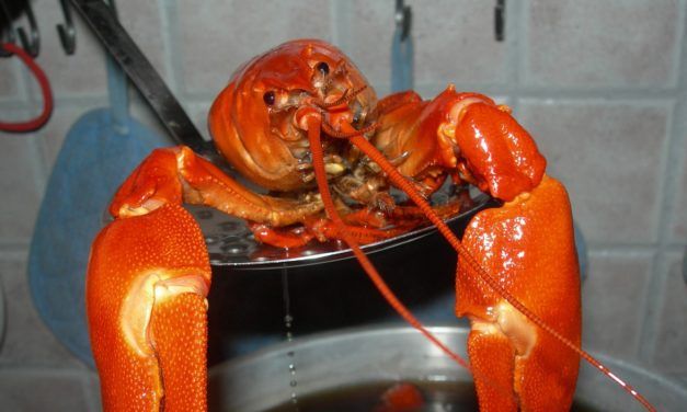 Switzerland Bans Boiling Lobsters Alive – Because It’s Animal Cruelty