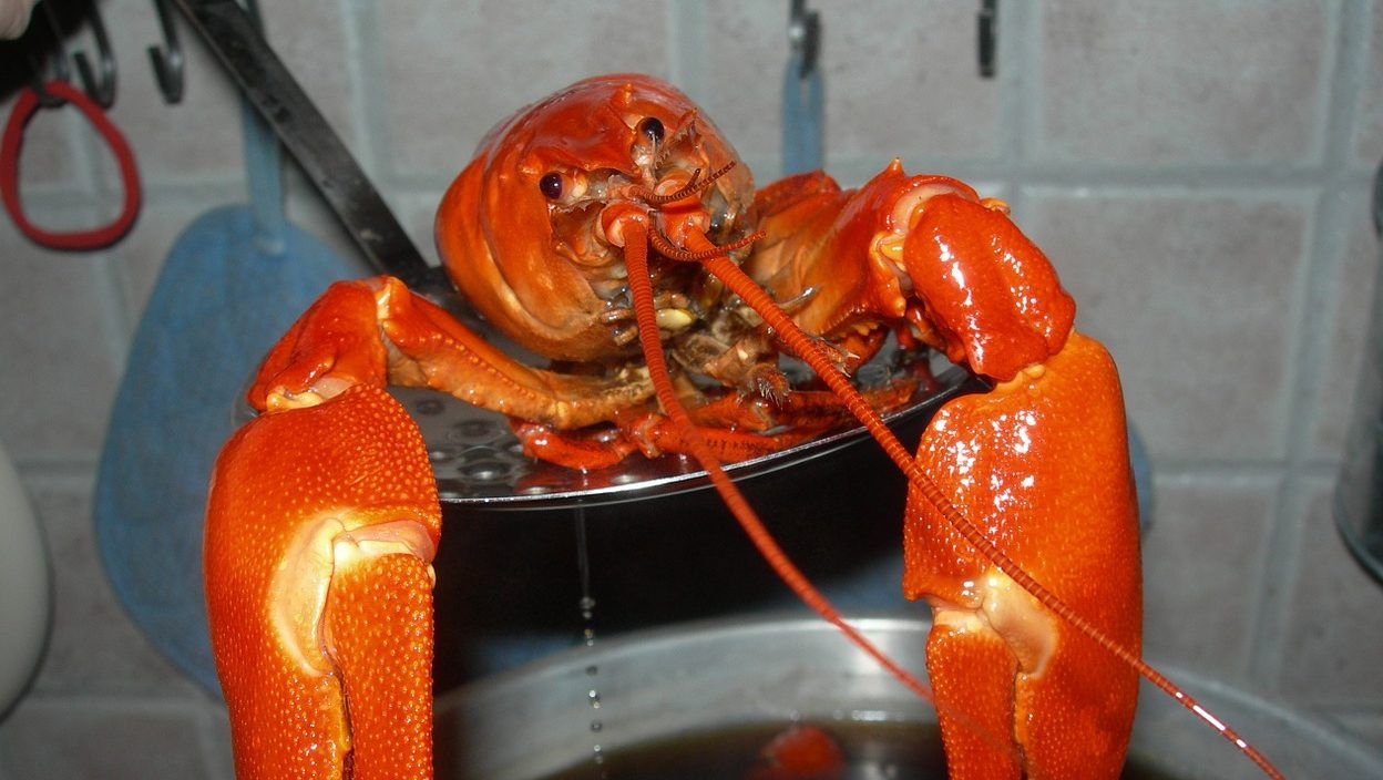 The cruel practice of boiling lobsters alive, pictured here, was just banned in Switzerland.