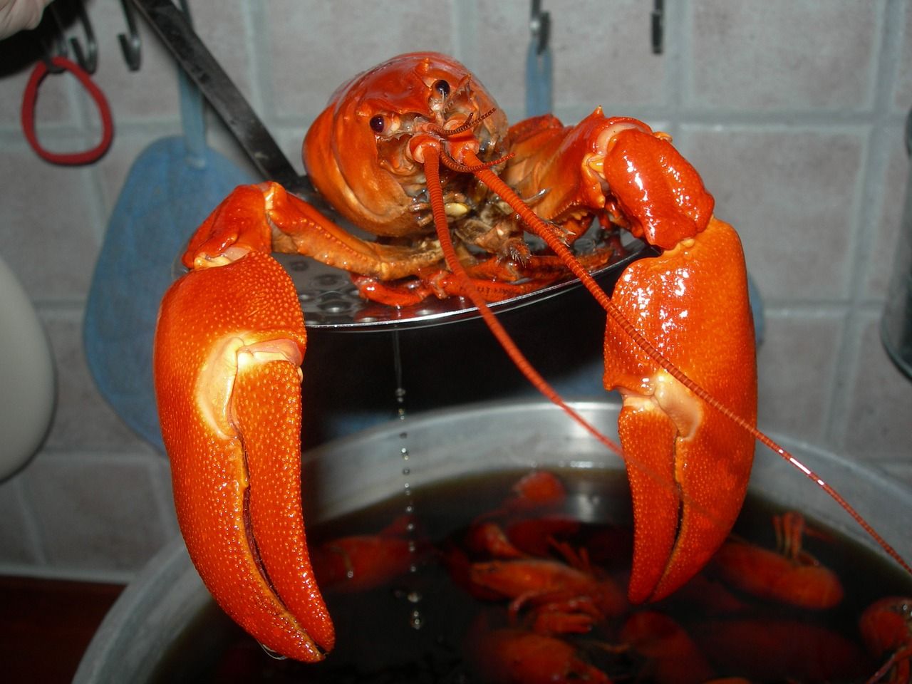 Switzerland Bans Boiling Lobsters Alive - Because It's Cruel