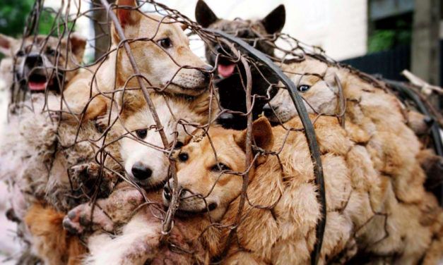 China’s Online Retailers are Dropping Dog Meat from their Stores
