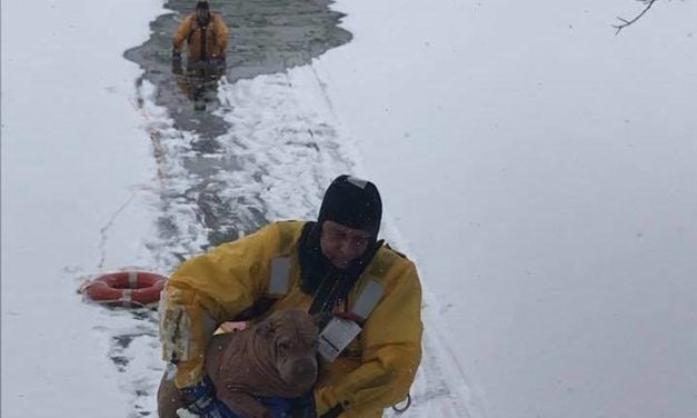 Firemen Wade Through Frozen Lake to Save Dog Who Fell Through the Ice