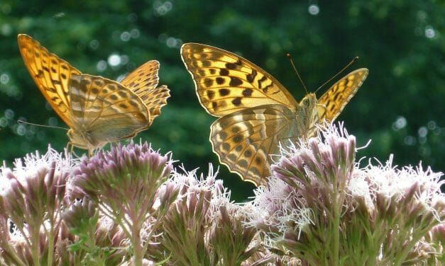 Britain’s Rarest Butterfly Just Won The Lottery – Literally