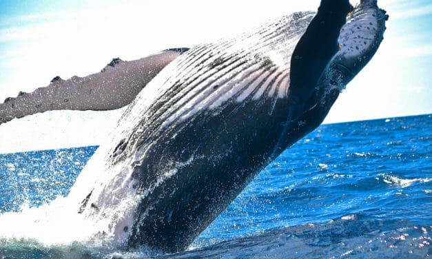 Humpback Whale Protects Human Diver from Deadly Tiger Shark