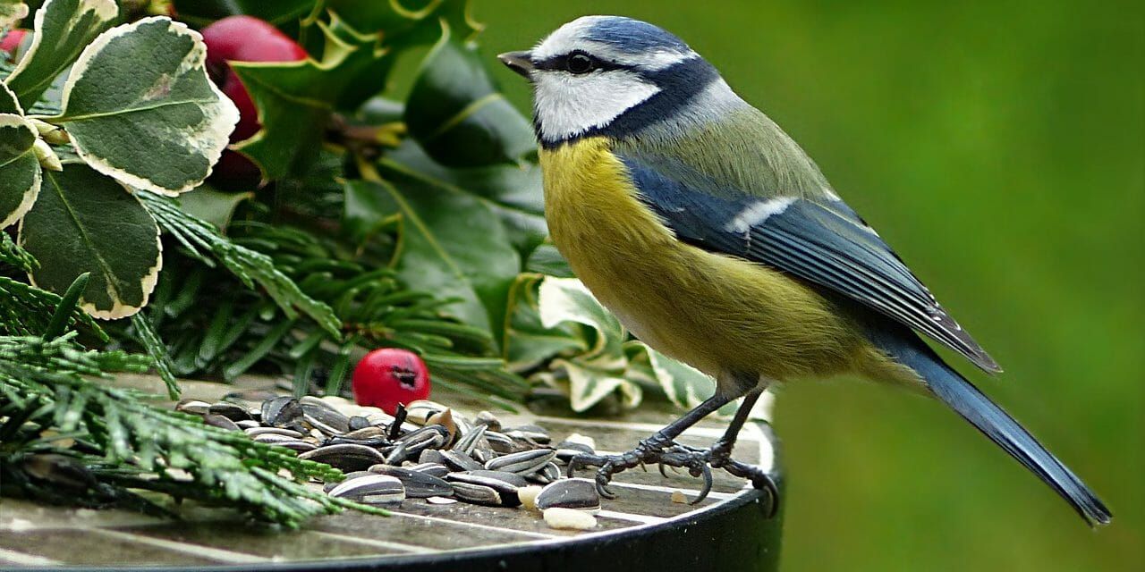Blue tit perched next to holly: watching birds will make you happier