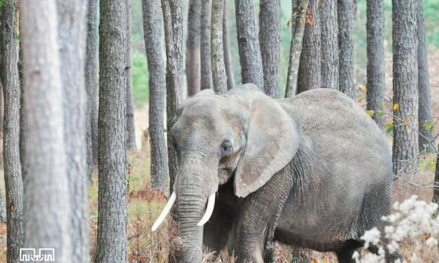 VICTORY! Nosey the Elephant will Never Be Forced to Perform Again