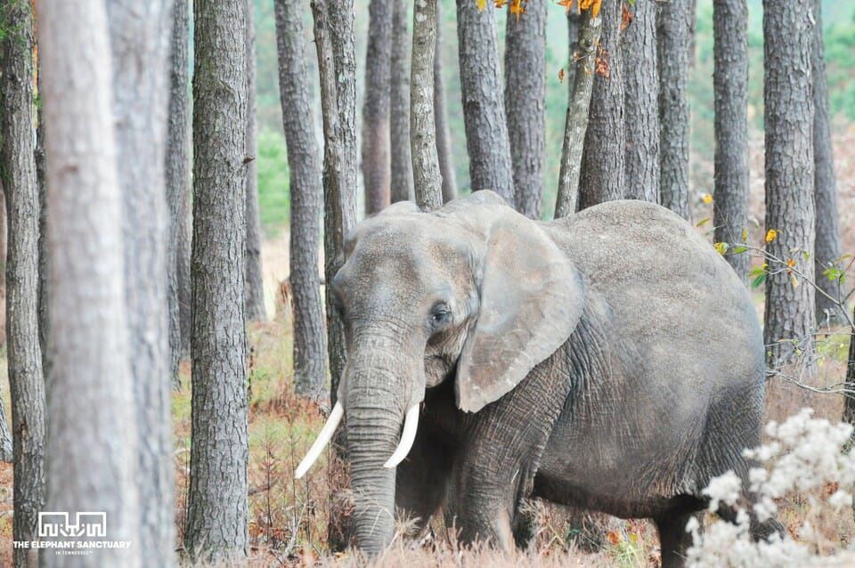 VICTORY! Nosey the Elephant will Never Be Forced to Perform Again