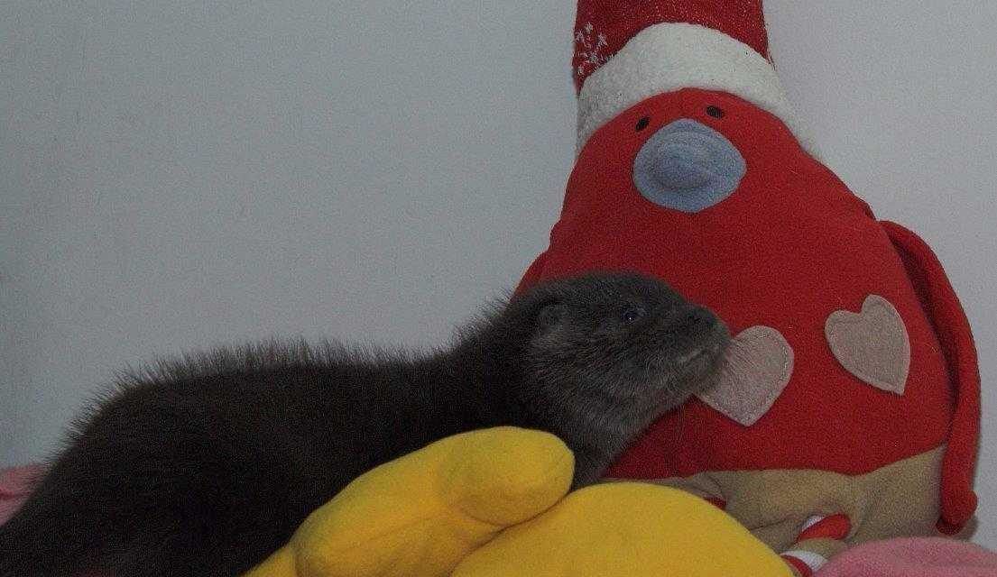 Orphaned Otter Feels So Much Better Cuddling with Her Stuffed Robin