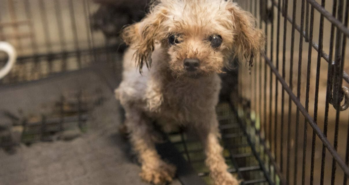 puppy in cage in puppy mill