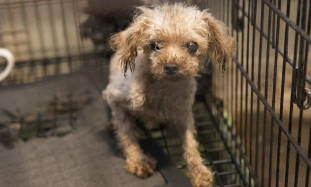 Sale of Puppy Mill Dogs Now Banned in 250 Places in the U.S.