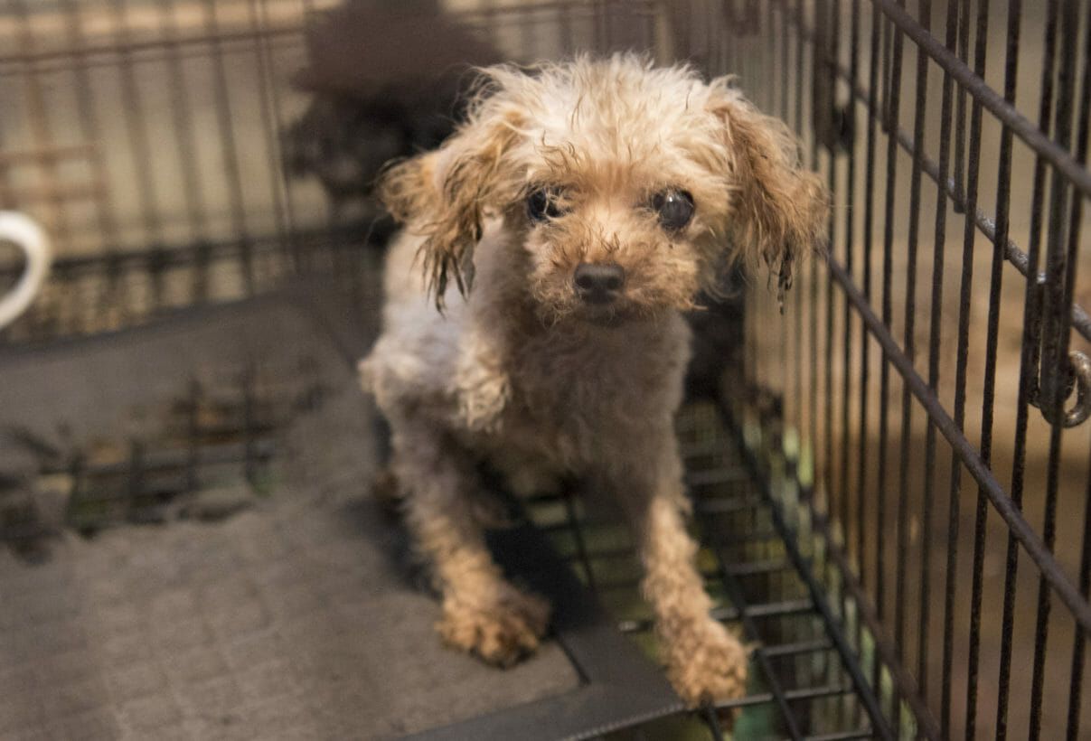 puppy in cage in puppy mill