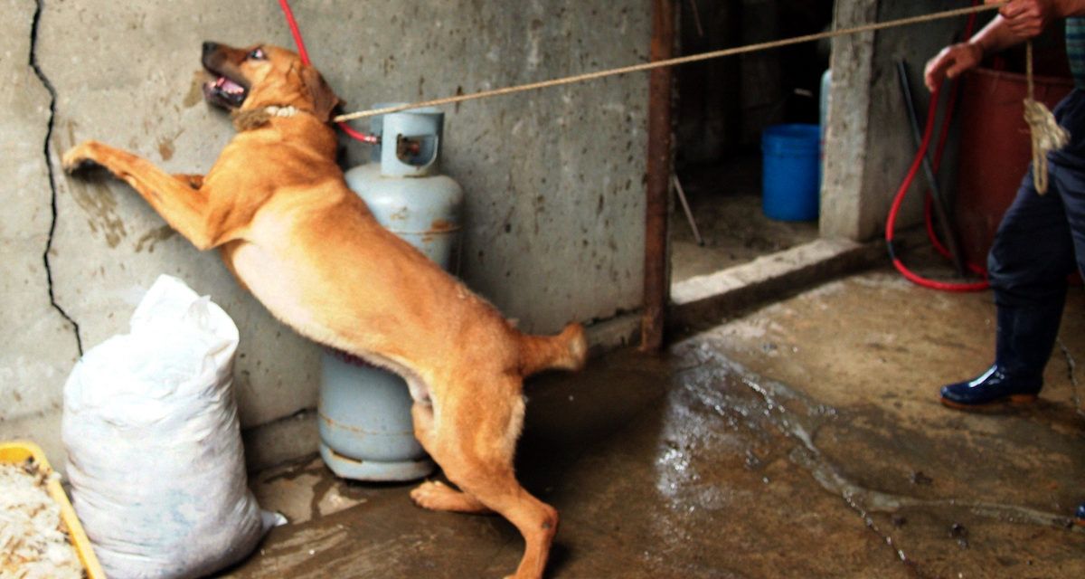 Petition - Ban the S. Korean Dog Meat Trade Before Winter Olympics