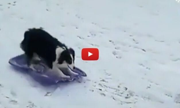 VIDEO: This Brilliant Dog Knows How to Go Sledding All By Herself