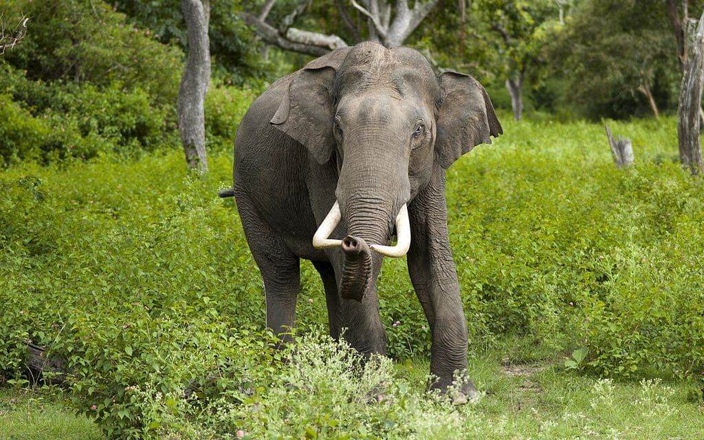 elephant in nature