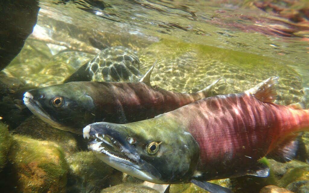 a pair if Kokanee salmon in California