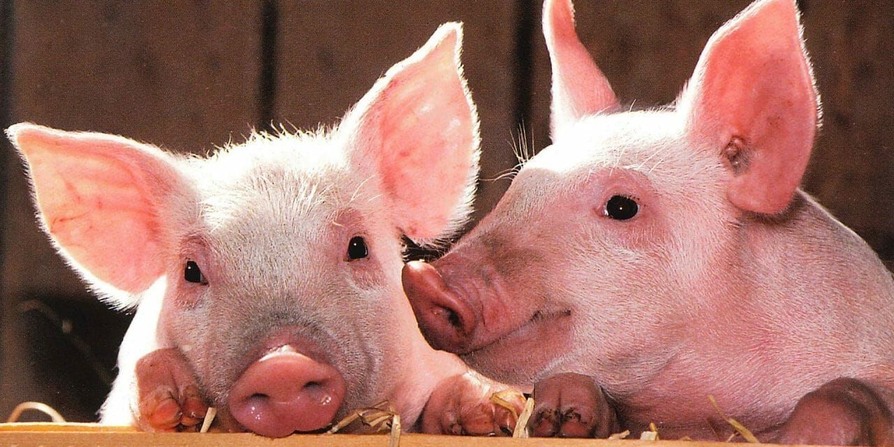 2 piglets showcasing their intelligence and cuteness