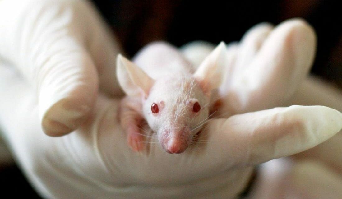 A White Laboratory Rat
