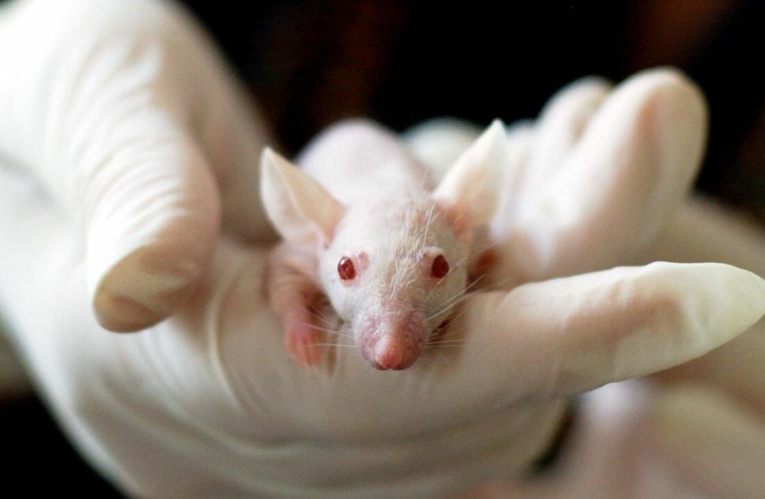 A White Laboratory Rat