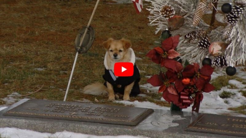 video still: loyal chihuahua stands by her owner's grave