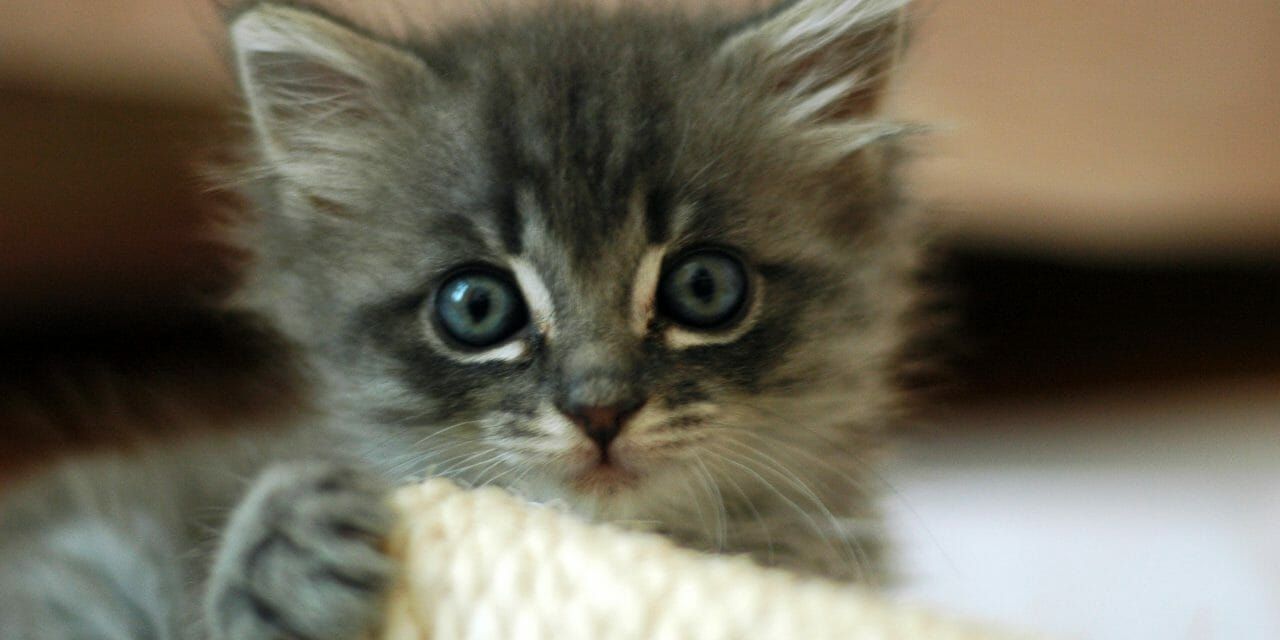 Close up of a particularly cute abandoned kitten. The May Spay challenge aims to reduce the number of feral kittens that need to be put down.
