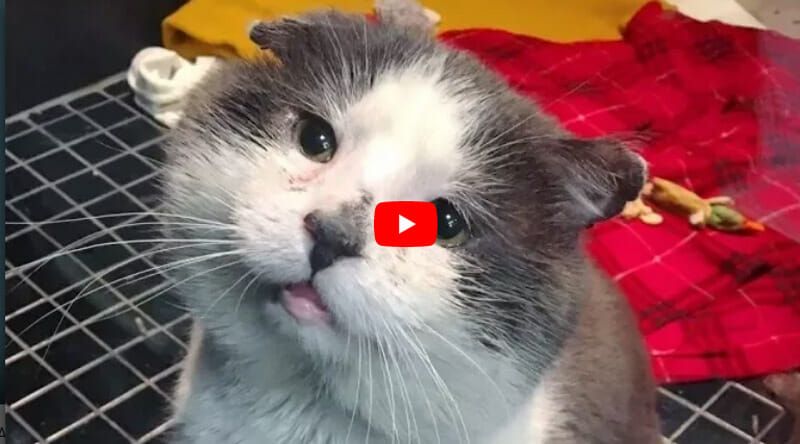 Two weeks after rescue, Barney the stray cat is all smiles