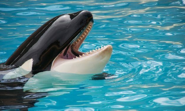 Marineland Teaching Orca to ‘Speak’ Only Highlights the Cruelty of Captivity
