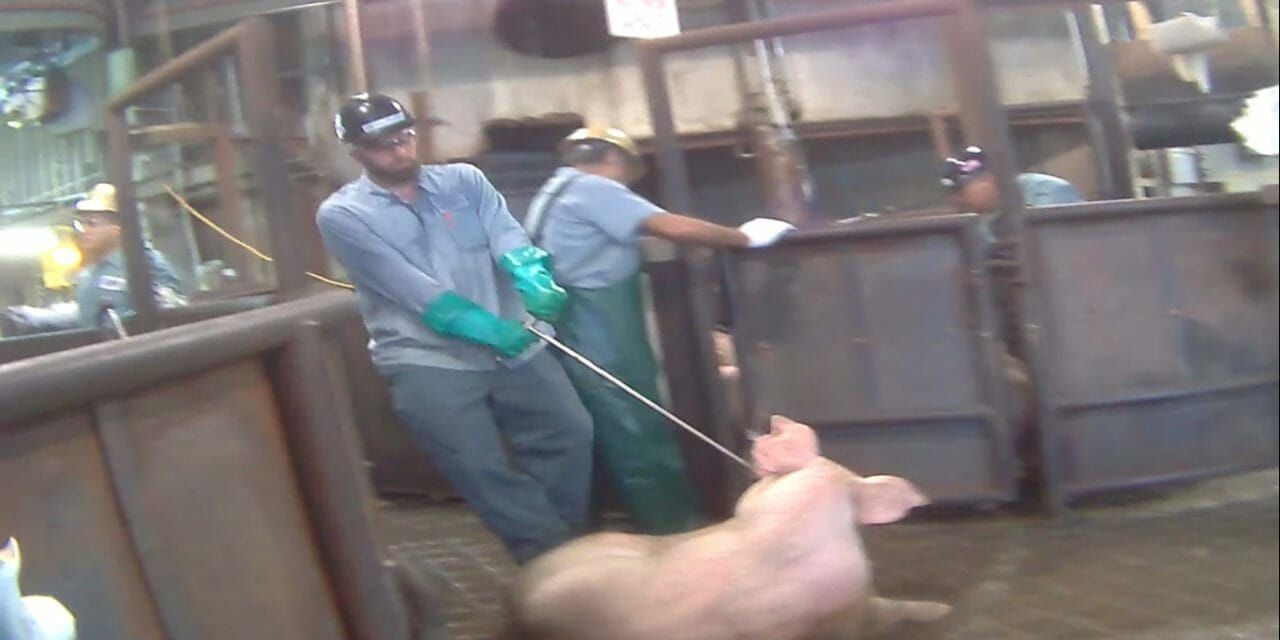 pig at high-speed slaughter plant