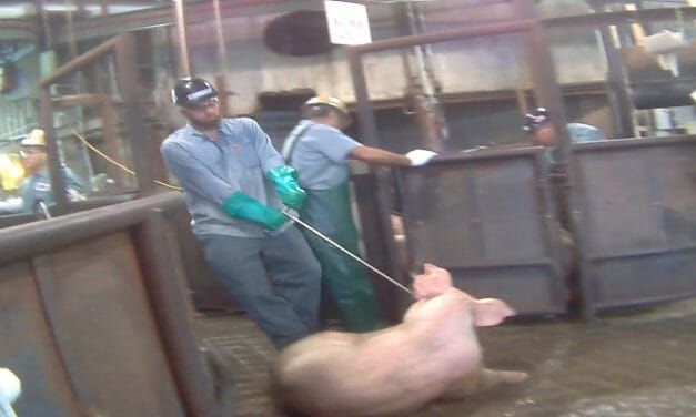 Coalition Speaks Out Against USDA’s Cruel and Reckless High-Speed Slaughter of Pigs