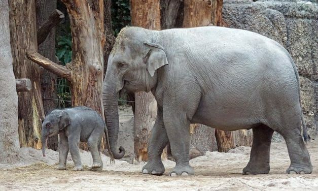 Elephants Win! Hong Kong To Ban Domestic Ivory Sales