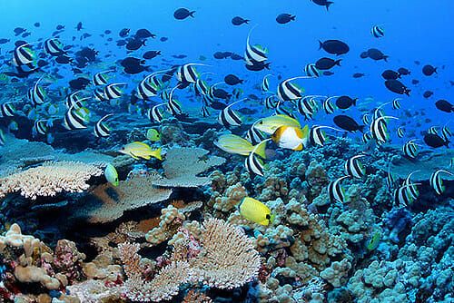 hawaii coral reef pacific ocean