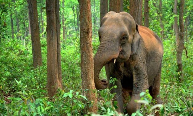 Myanmar Unveils 10-Year Plan to Save the Elephants