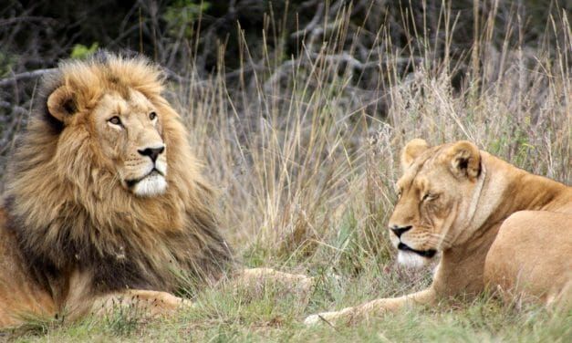 Poacher in South Africa Mauled and Eaten by Pride of Lions