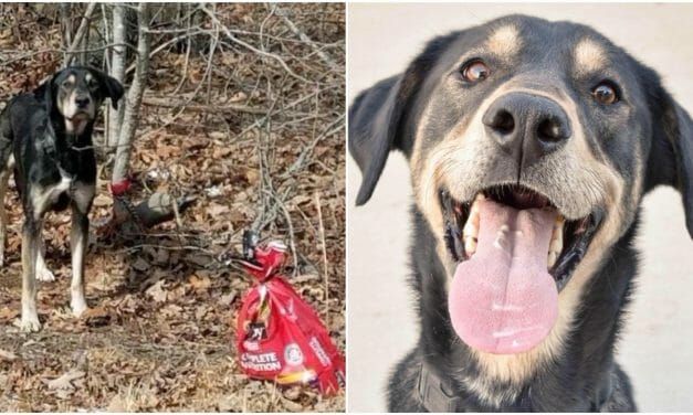 Dog Found Tied to Tree with a Note Has Found His Forever Home