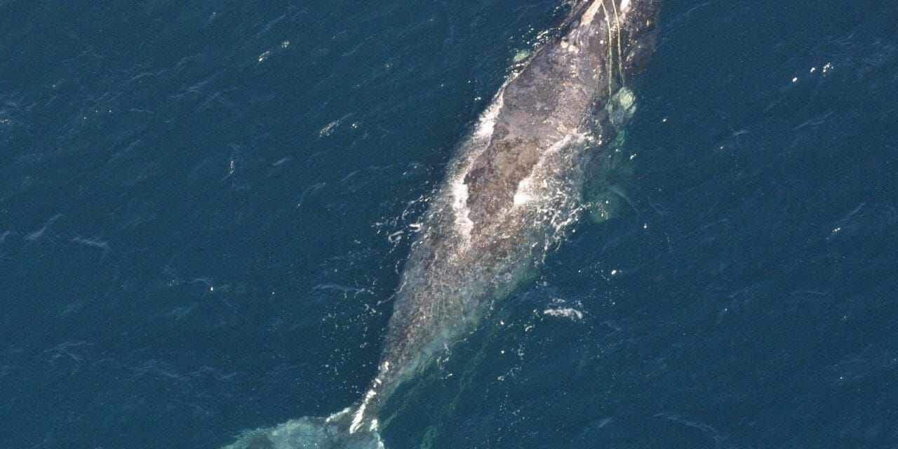 north atlantic right whale