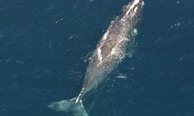 Die-Off of Endangered Whales Prompts Lawsuit Against Trump Administration