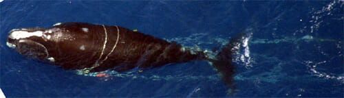 right whale, entanglement
