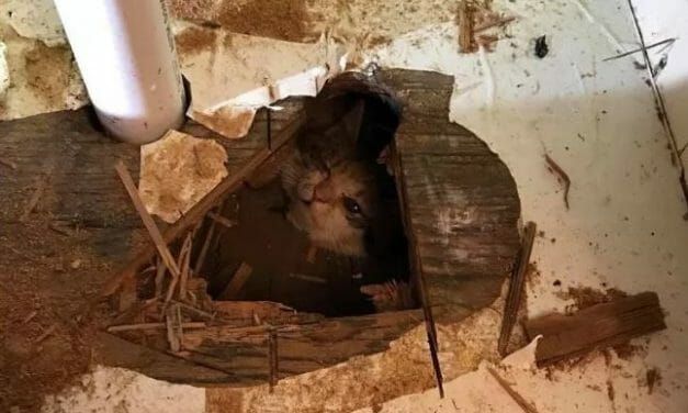 Kitten Rescued After Hanging by the Neck Under Crawlspace for Hours