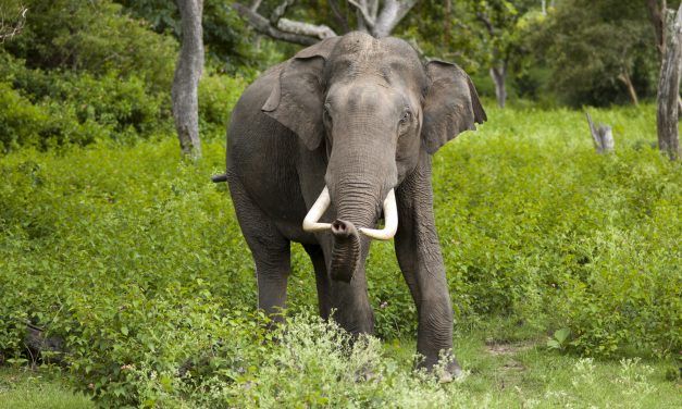 Study Proves Elephants Have Unique Personalities — Just Like Us