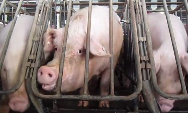California Measure Could Become World’s Strongest Law Banning Cruel Cages for Farm Animals