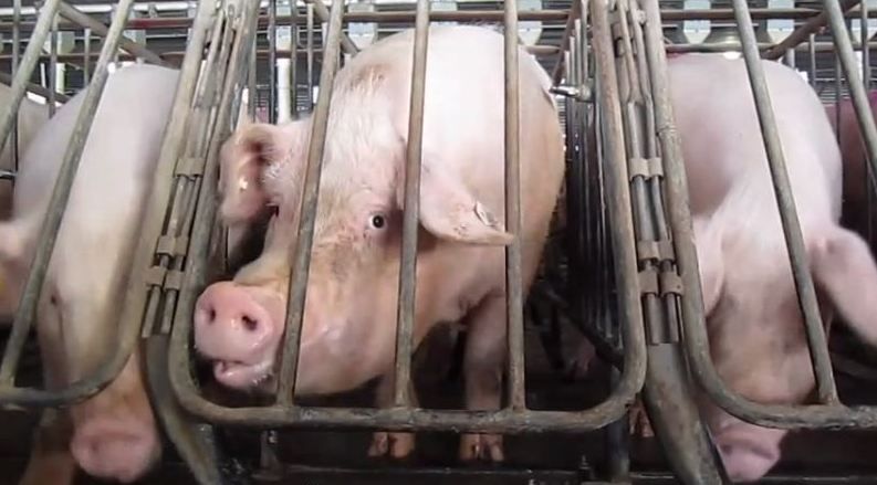 Pigs in Gestation Crates