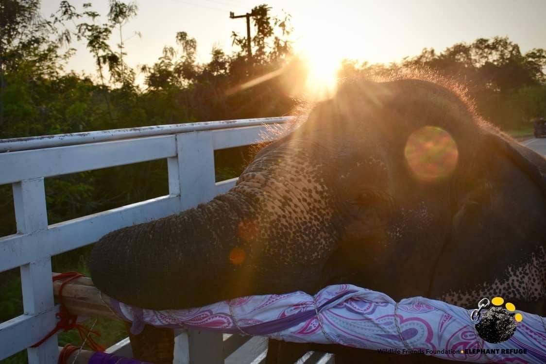 mee chai wildlife friends foundation thailand wfft elephant rescue