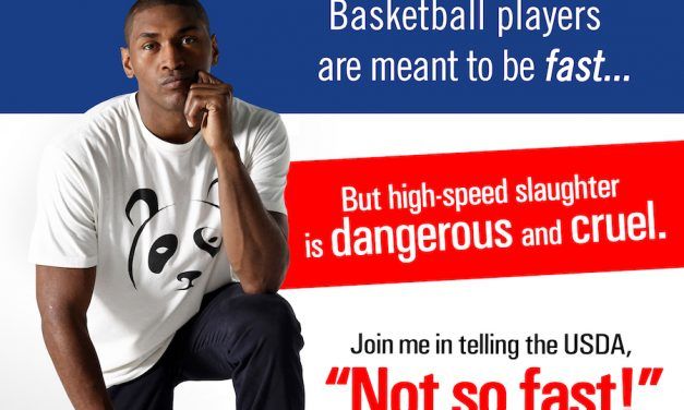 Star Athletes Speak Out Against High-Speed Slaughter of Pigs