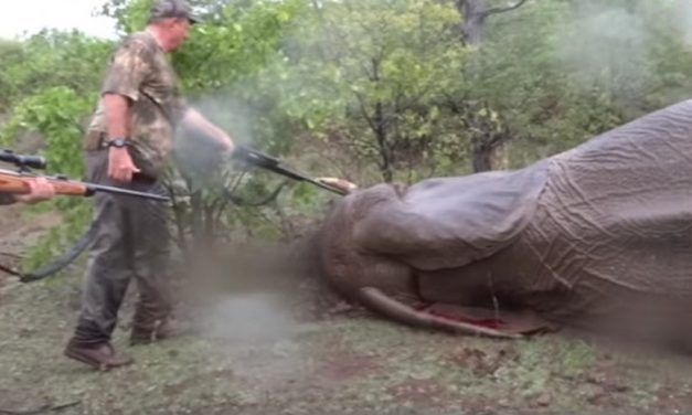 US Government Legalizes Elephant Trophies