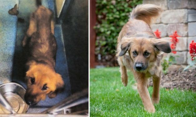 Abandoned Dog Found in Foreclosed House Now Has the Best Life