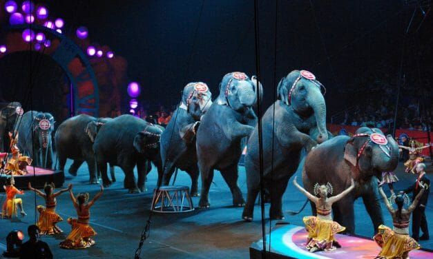 UK Pledges to Ban All Wild Animals in the Circus by 2020