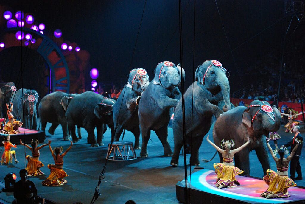 animals in circuses