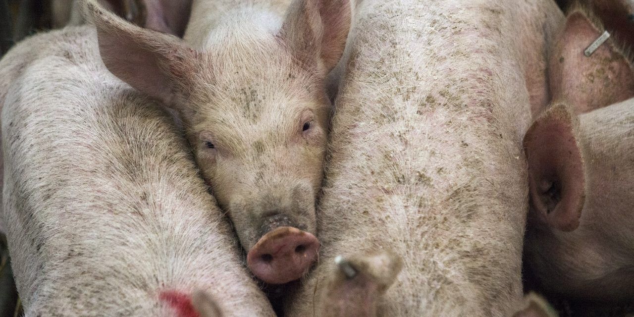 America is the World’s 2nd-Cruelest Country to Farmed Animals