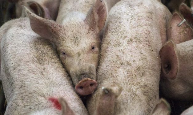 America is the World’s 2nd-Cruelest Country to Farmed Animals